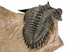 Chocolate-Brown Metacanthina Trilobite - Lghaft, Morocco #381460-3